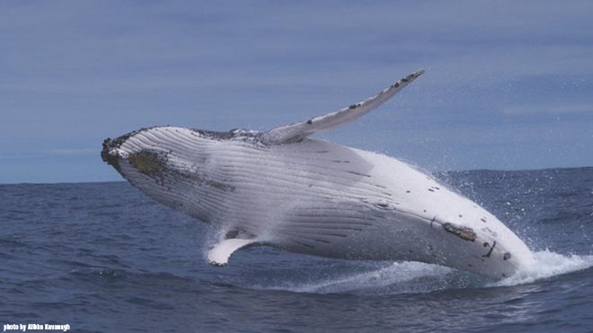 Noise in Oceans Causes Behavorial Changes in Marine Mammals and Fish